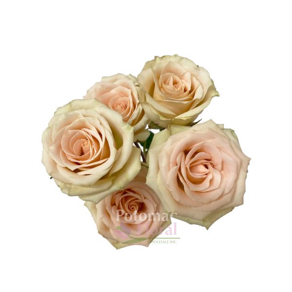 Spray Roses, Creta Cream Potomac Floral Wholesale